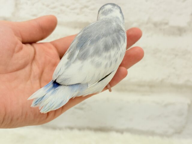 マメルリハ