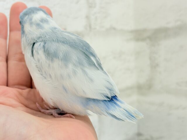 マメルリハ