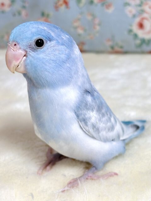 マメルリハ
