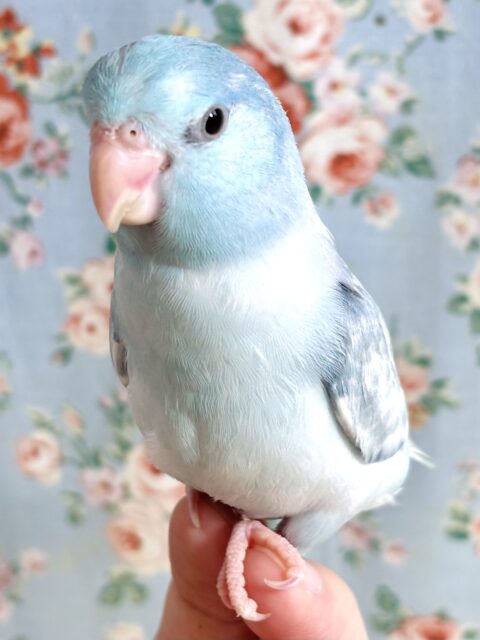 マメルリハ