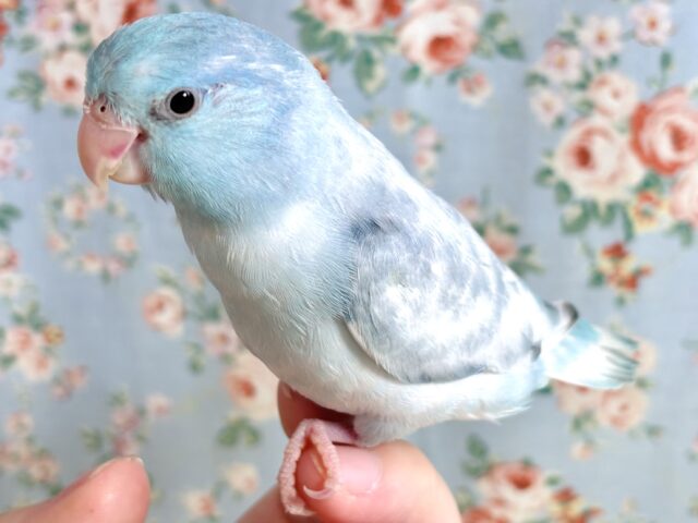マメルリハ