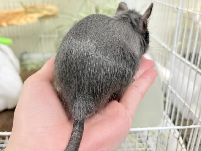 デグー