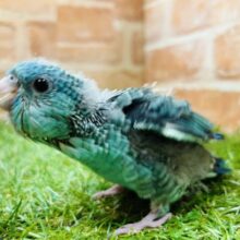 深めの青色が魅力的💙💙💙　サザナミインコ（ターコイズ）