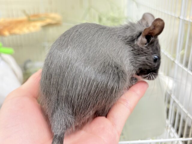 デグー