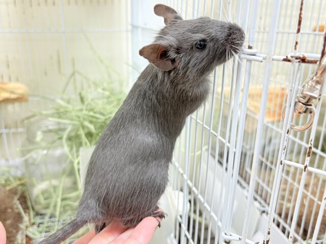 デグー