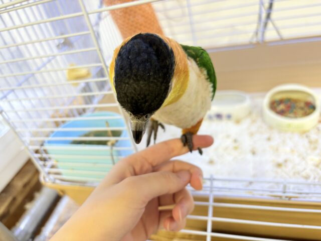 ズグロシロハラインコ
