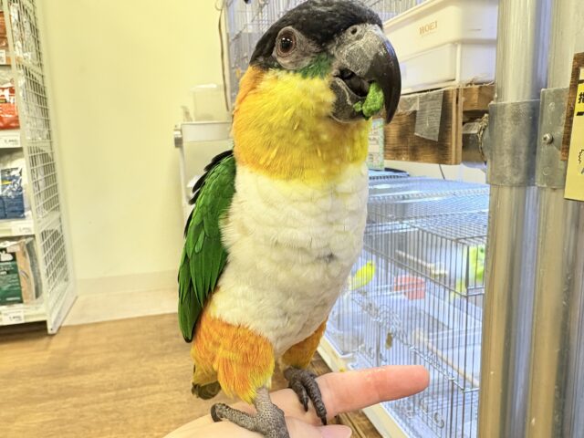 ズグロシロハラインコ