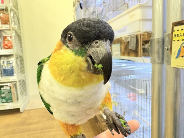 ズグロシロハラインコ