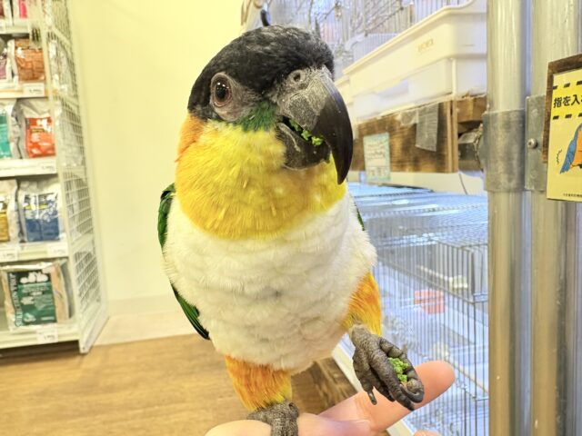 ズグロシロハラインコ