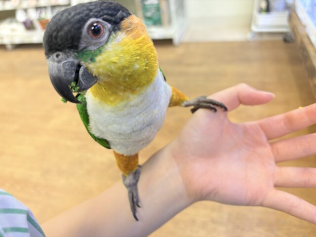 ズグロシロハラインコ