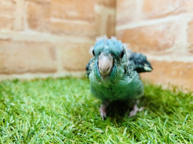 サザナミインコ