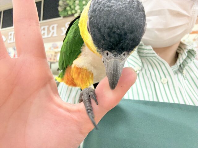 ズグロシロハラインコ