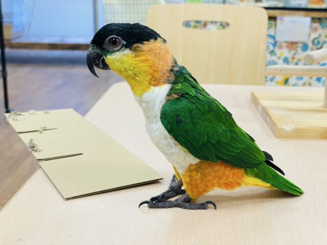 ズグロシロハラインコ