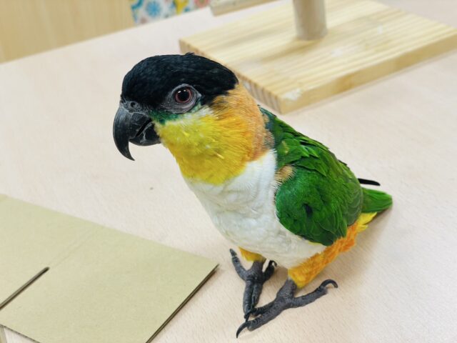 ズグロシロハラインコ