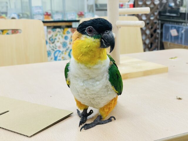 ズグロシロハラインコ