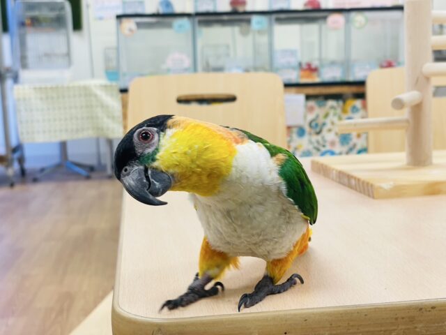 【最新動画】黒い頭が魅力的な元気っ子💕ズグロシロハラインコ（男の子）