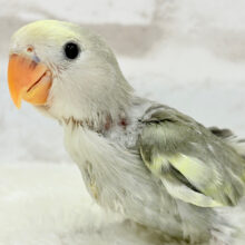 【最新画像更新🪄】なにげに～　あくてぃぶコザクラさん☆　コザクラインコ　モーブパイド～～