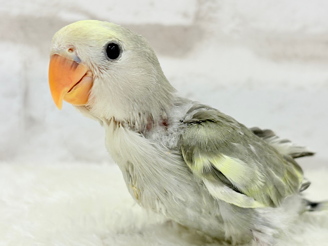 【最新画像更新🪄】なにげに～　あくてぃぶコザクラさん☆　コザクラインコ　モーブパイド～～
