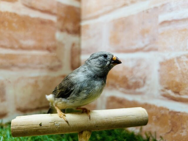 【☆最新画像更新☆】ミニミニ怪獣第三弾！！　キンカチョウ