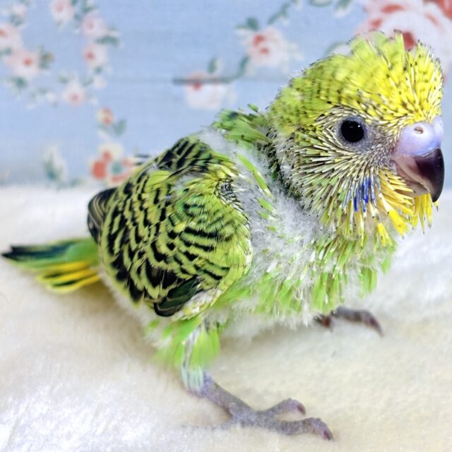 セキセイインコ4羽 晴れ間のなか来てくれました〜🔆｡°(⚈‚θ‚⚈)♡