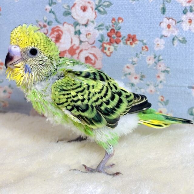 セキセイインコ