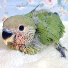 コザクラインコ  ノーマル  ⋆⸜💚⸝‍⋆