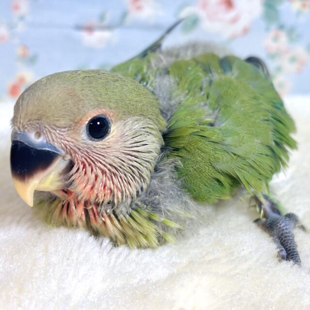 コザクラインコ ノーマル ⋆⸜💚⸝‍⋆