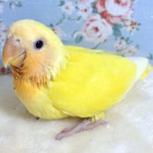 コザクラインコ  ルチノー  ⭐️❤️𓂃 𓈒
