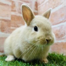 小顔でとってもカワイイうさちゃんがやってきましたよ～🐰🐰　ネザーランドドワーフ（フォーン）