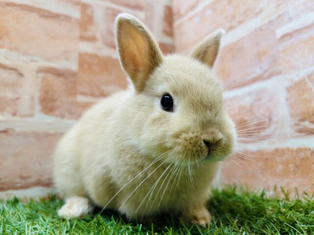 小顔でとってもカワイイうさちゃんがやってきましたよ～🐰🐰　ネザーランドドワーフ（フォーン）