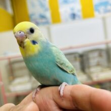 【☆最新画像更新☆】色鮮やかなグラデーション🌈🌈🌈　セキセイインコ（レインボー系）