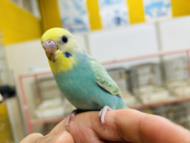 【☆最新画像更新☆】色鮮やかなグラデーション🌈🌈🌈　セキセイインコ（レインボー系）