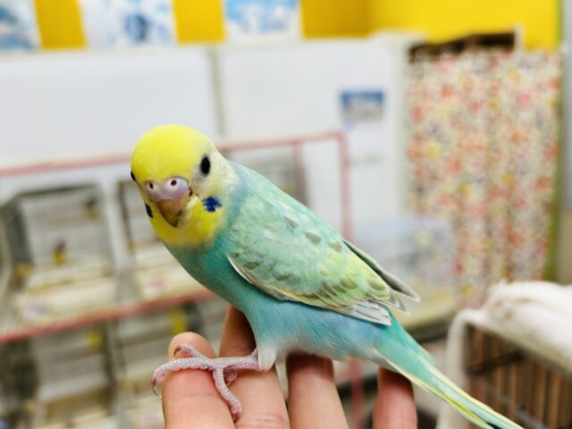 セキセイインコ