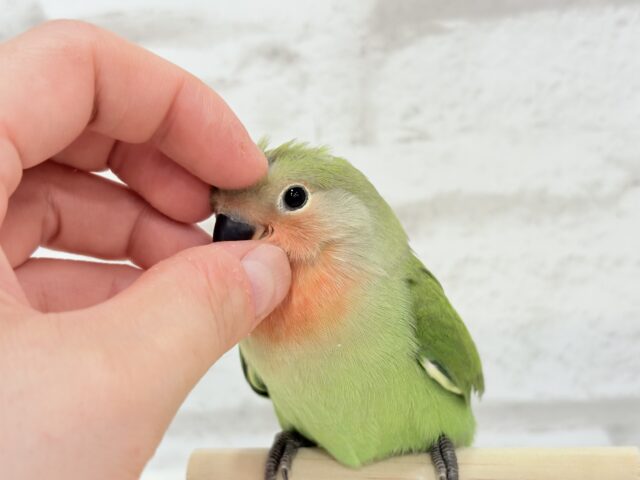 コザクラインコ（小桜インコ）