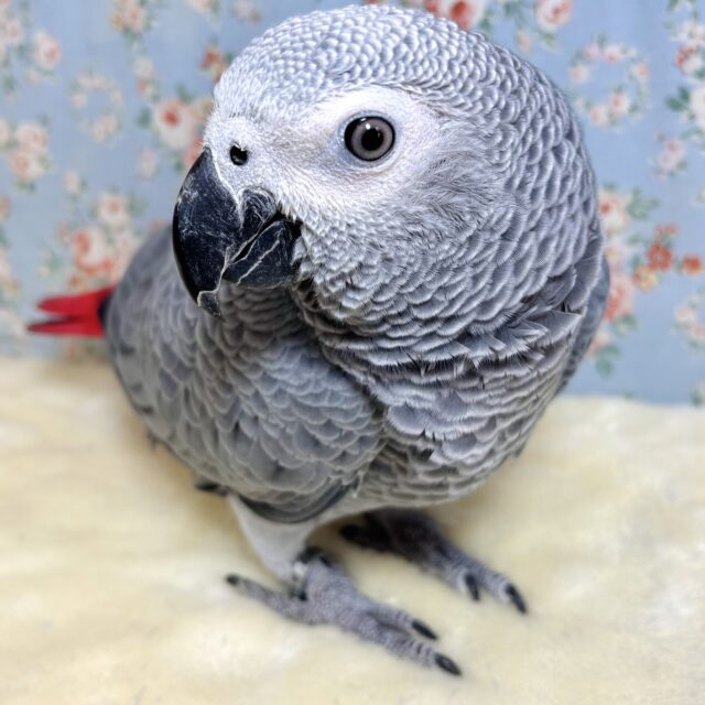 ヨウム
