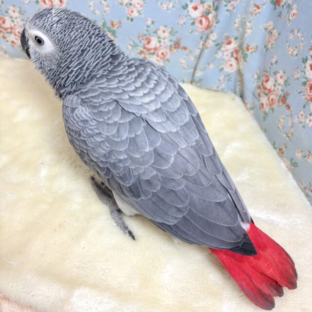 ヨウム