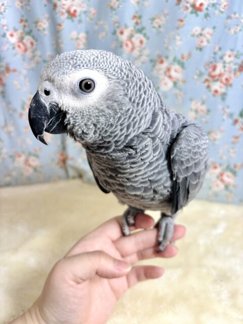 ヨウム