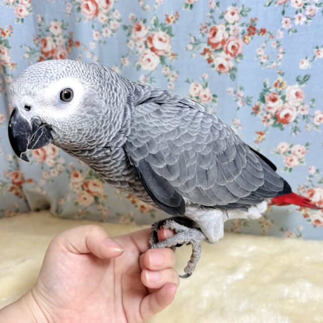 ヨウム