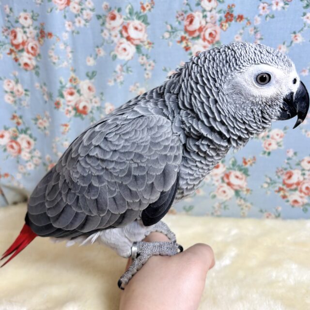 ヨウム