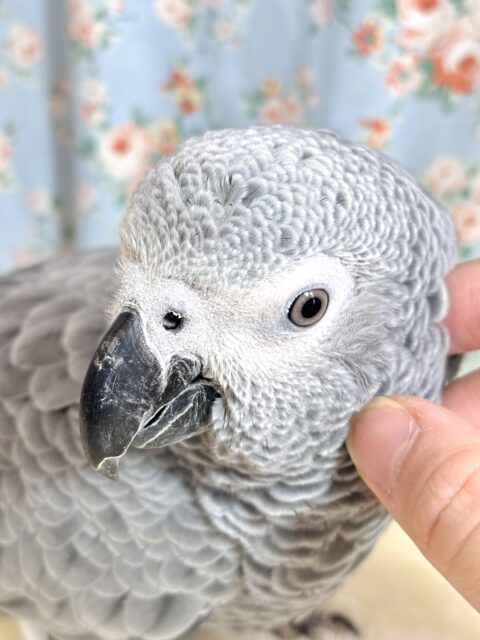ヨウム