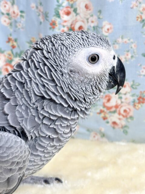 ヨウム