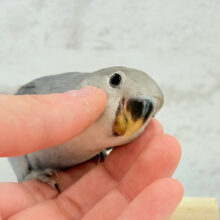 【最新画像・動画更新🪄】大人っぽいカラーの魅力ってたくさんあるよね♡コザクラインコ(バイオレット) ヒナ