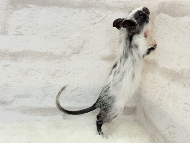 デグー