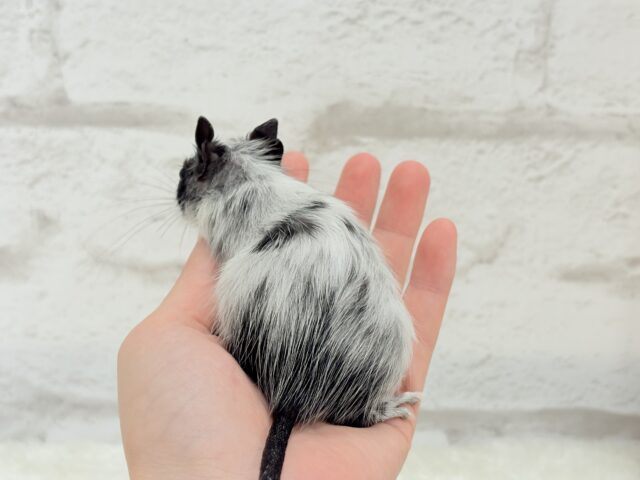 デグー