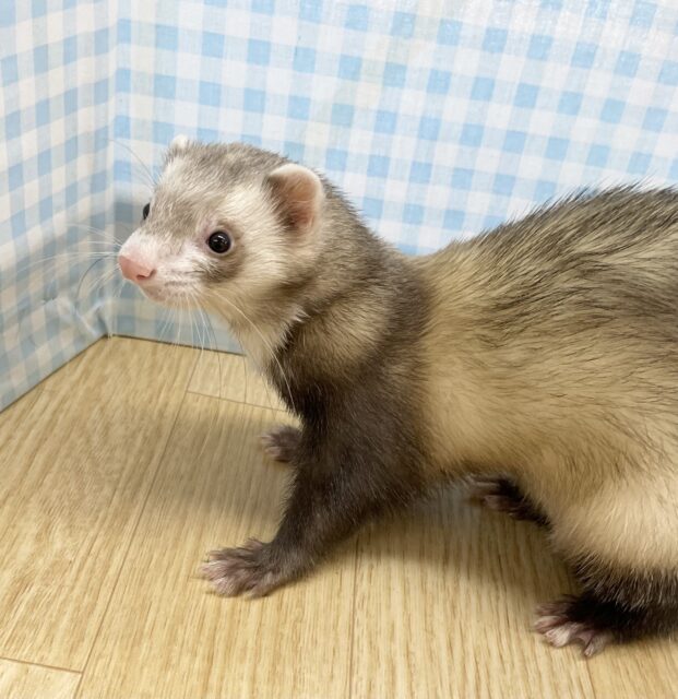 フェレット