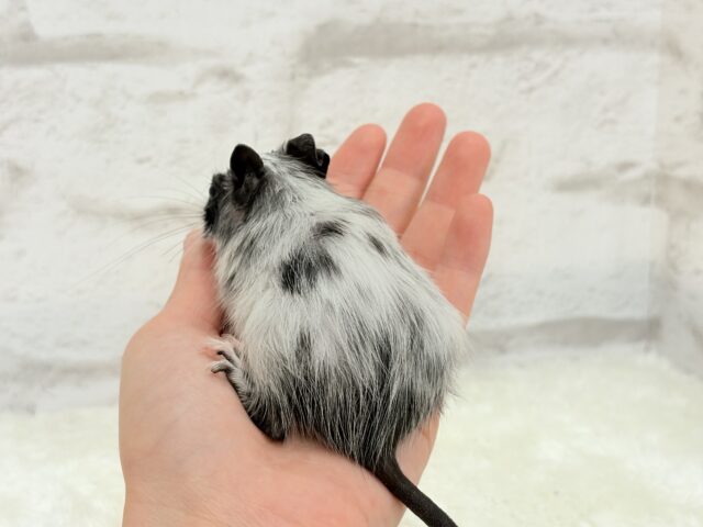 デグー