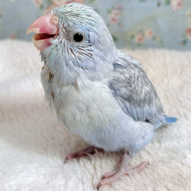マメルリハ ターコイズパステルコバルト 男の子 🦋🍀*.+゜