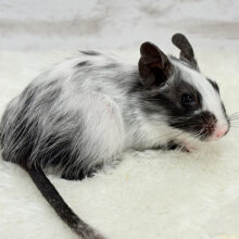 オシャレカラー番長🐭💫デグー(ブラックパイド) 男の子