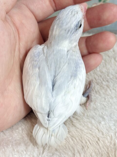 マメルリハ