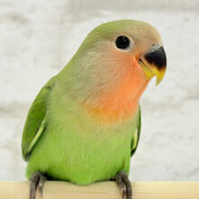 【最新画像更新🪄】おめめきゅるるんっ♡コザクラインコ(ノーマル) ヒナ